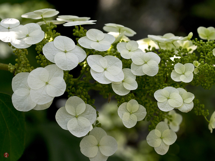 Hydrangea Autumn Leaves Stock Photos Hydrangea Autumn Leaves