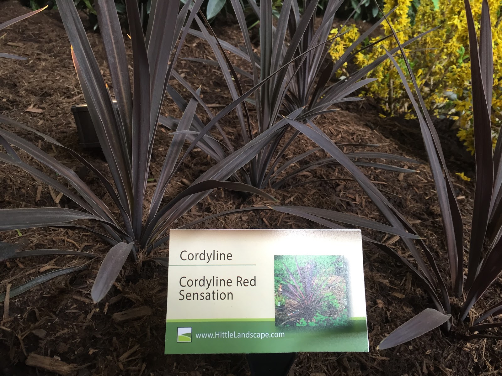 Cordyline australis 'Red Sensation' 
