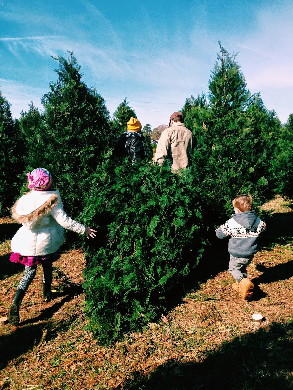 Christmas Tree Farm 2014