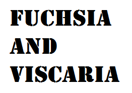 Fuchsia and Viscaria