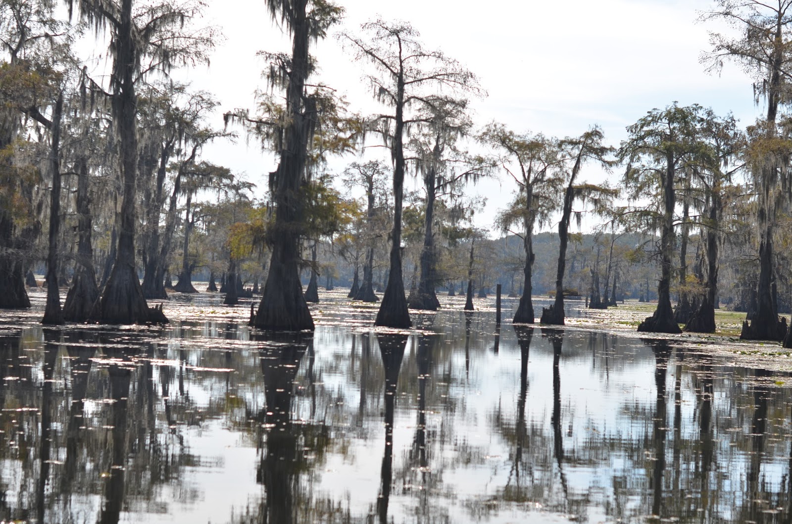 East Texas Swamp Tour Mommy's Treasures