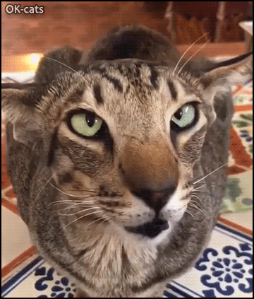 Weird Cat GIF • 'Balam' is kind of a weird, in the best sense of the word We love him just the way he is Weird Cat GIF • 'Balam' is kind of a weird, in the best sense of the word We love him just the way he is