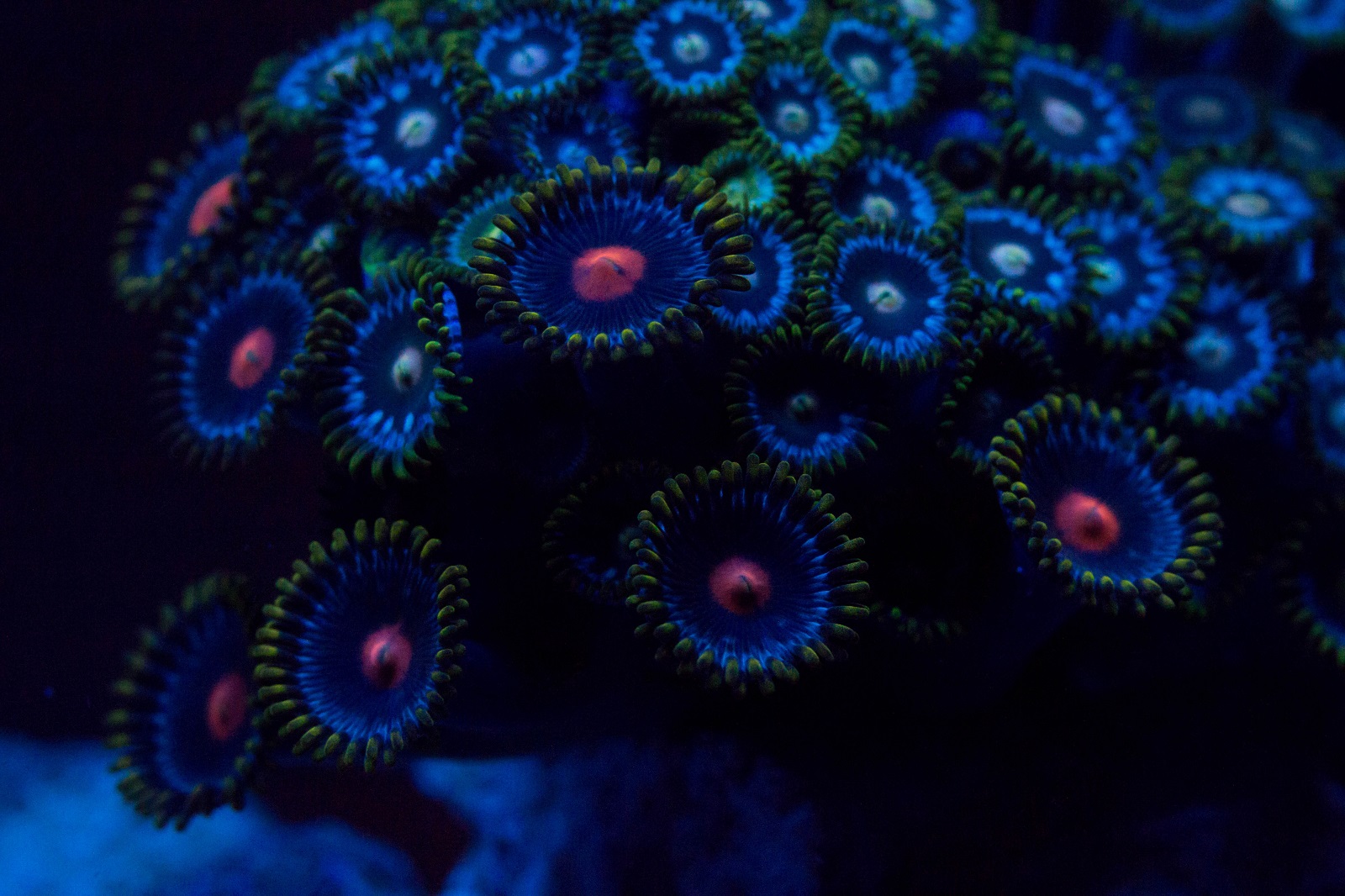 Real Monstrosities Button Zoanthid