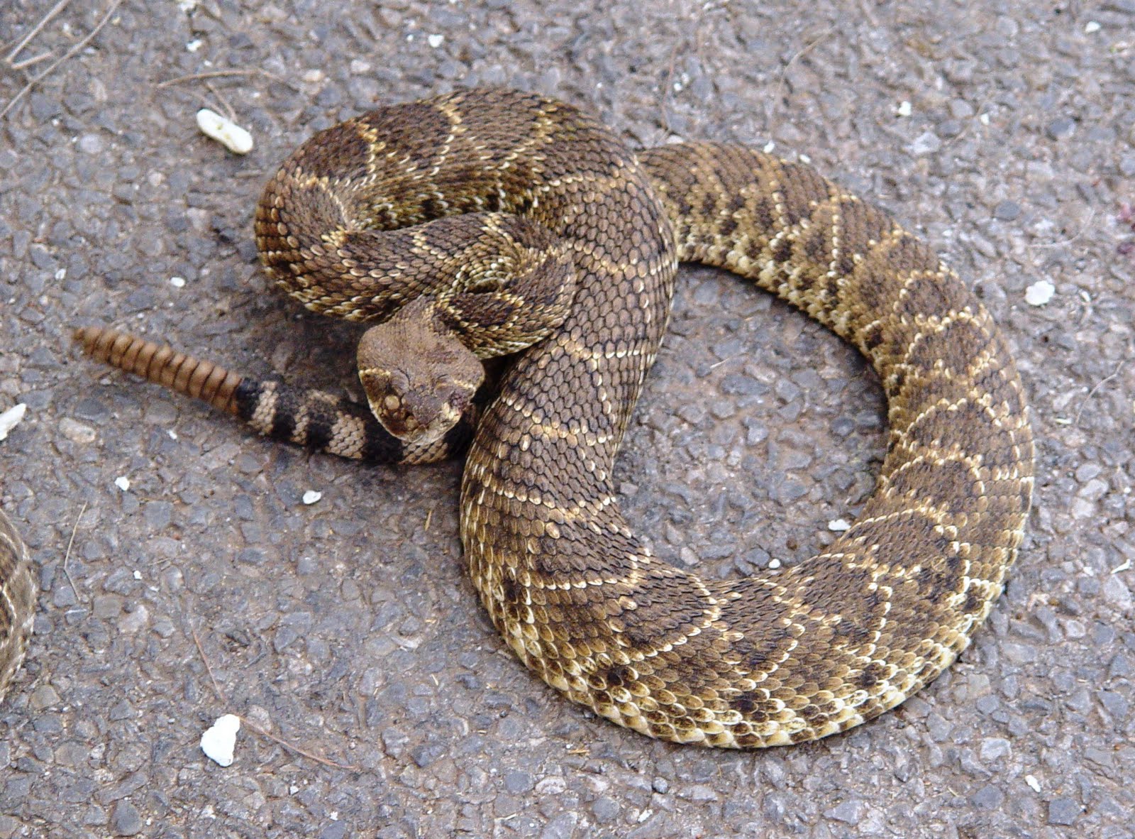 ThroughOurLookingGlass…: SNAKES ON A PLAIN……..Oklahoma rattlers