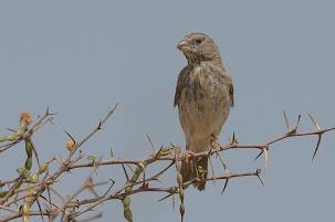 Arabian Serin (Serinus rothschildi)