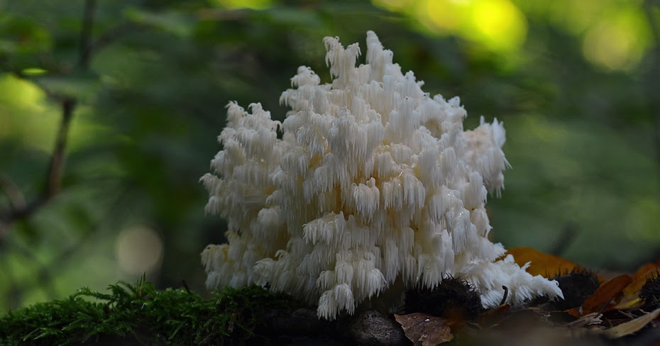 OBRAZY NATURY Soplówka bukowa (Hericium coralloides)