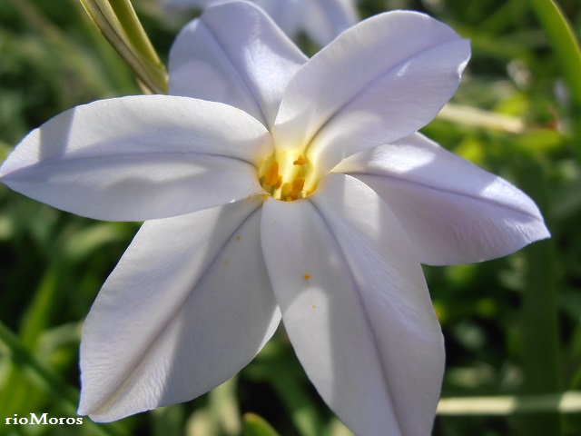 flor de IPEIÓN Ipheion uniflorum
