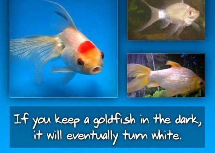 What Happens If You Keep A Goldfish In The Dark Interesting Facts