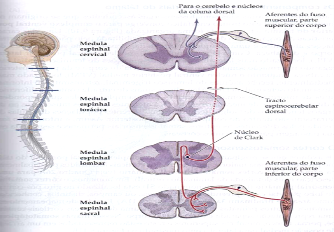 Med Questões: Propriocepção (Purves - Cap. 9)