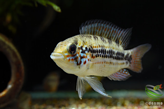 Apistogramma sp. D18 (A. cf. alacrina)