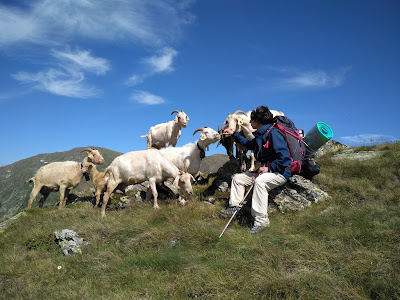 Troupeau de chèvres Andorre