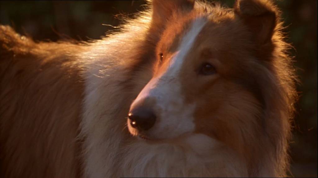 Elokuvahömppää Lassie 1994 