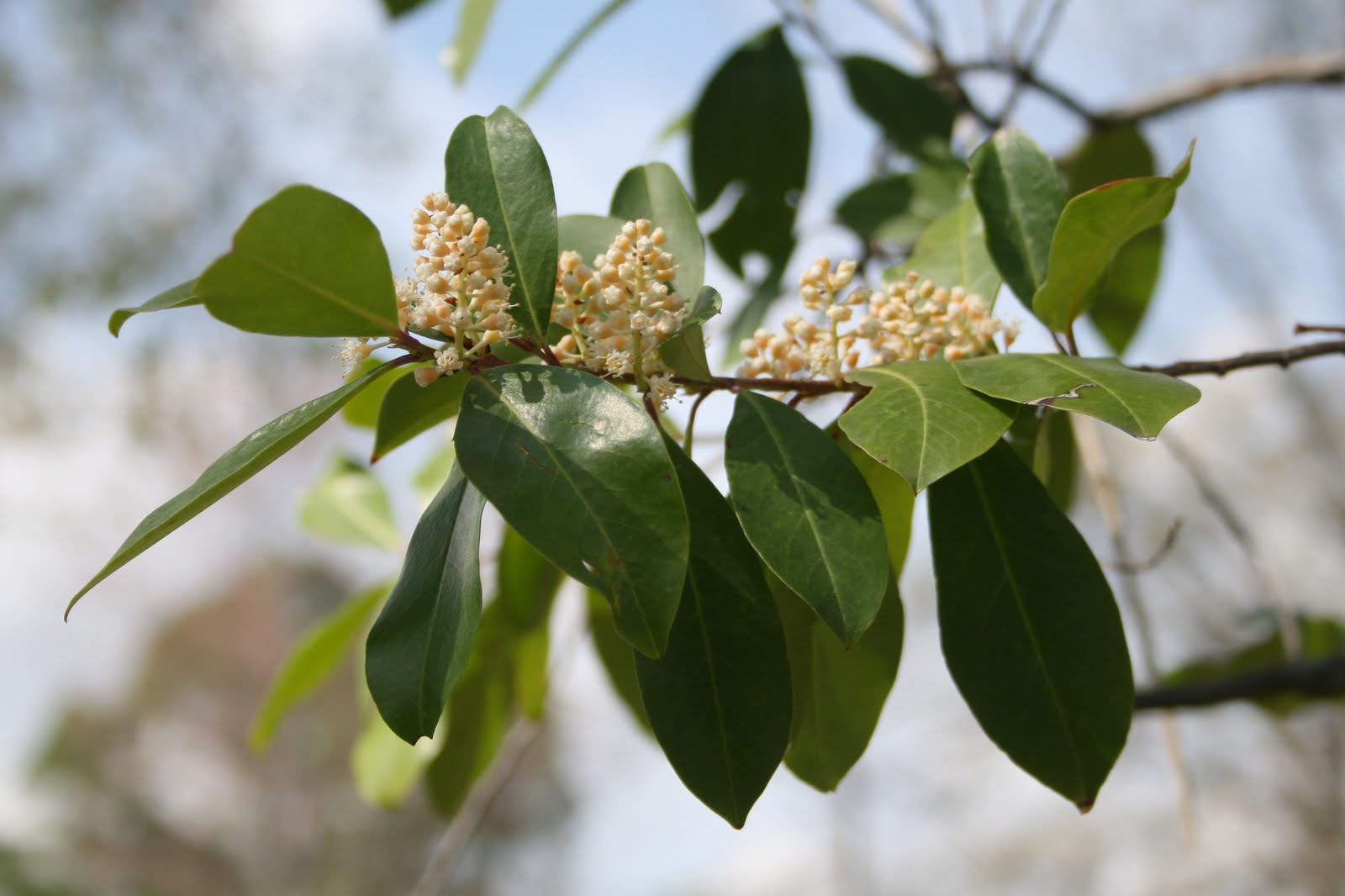 Prunus перевод