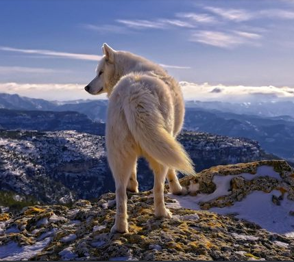 Wolf On The Mountain Top