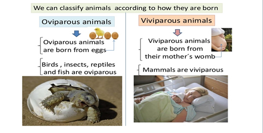 Rebeca's Land: animal reproduction: viviparous/oviparous