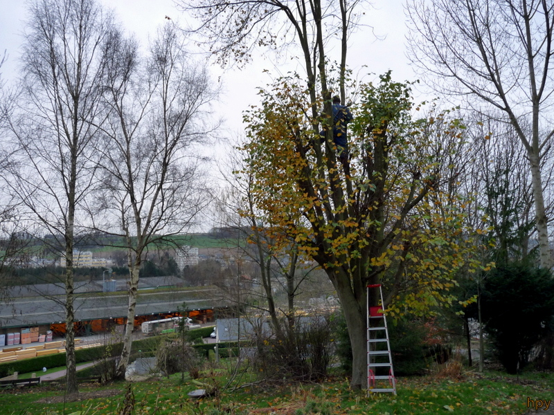 6 Images Quand Tailler Saule Pleureur His Barn