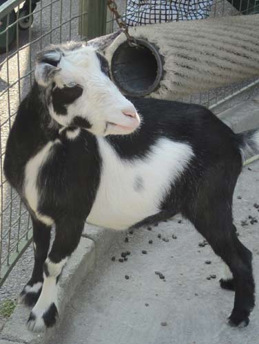 Miniature Goat