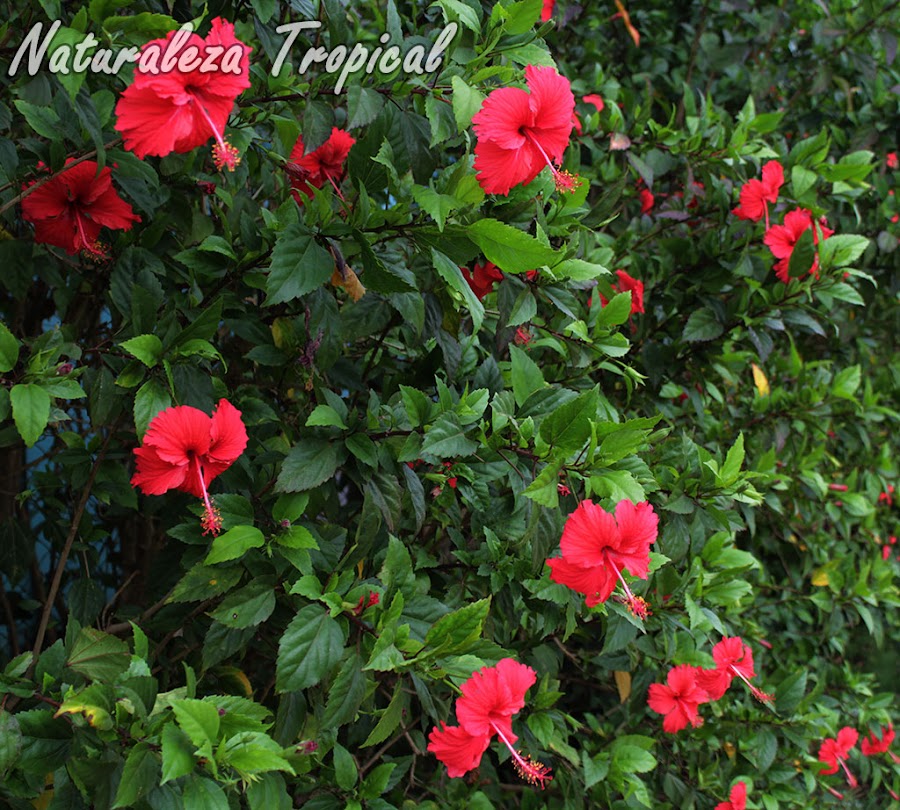 Arbusto florido de la Rosa de China, Hibiscus rosa-sinensis