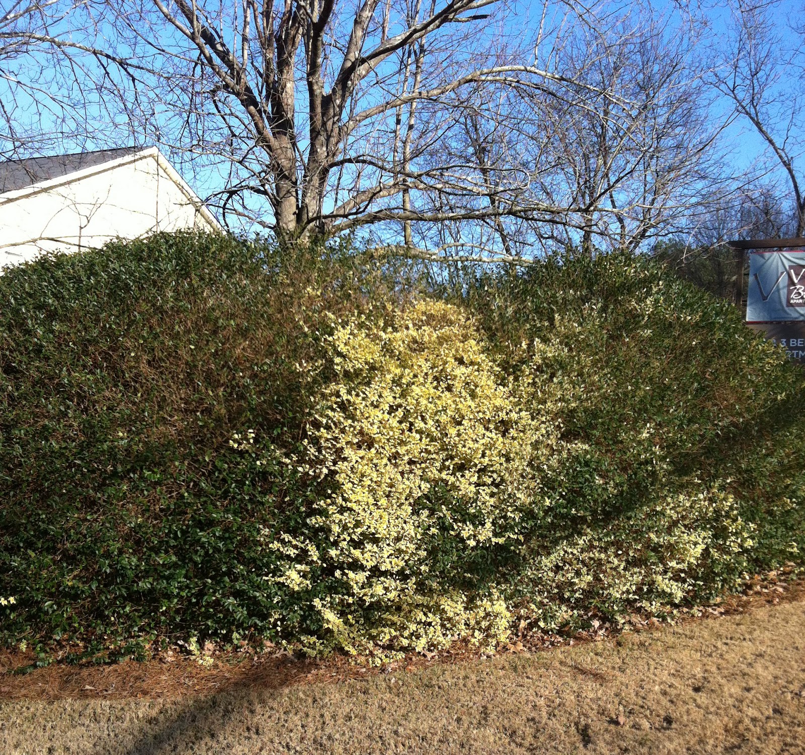 Crabapple LandscapExperts: Stop Variegated Plants from Reverting to ...