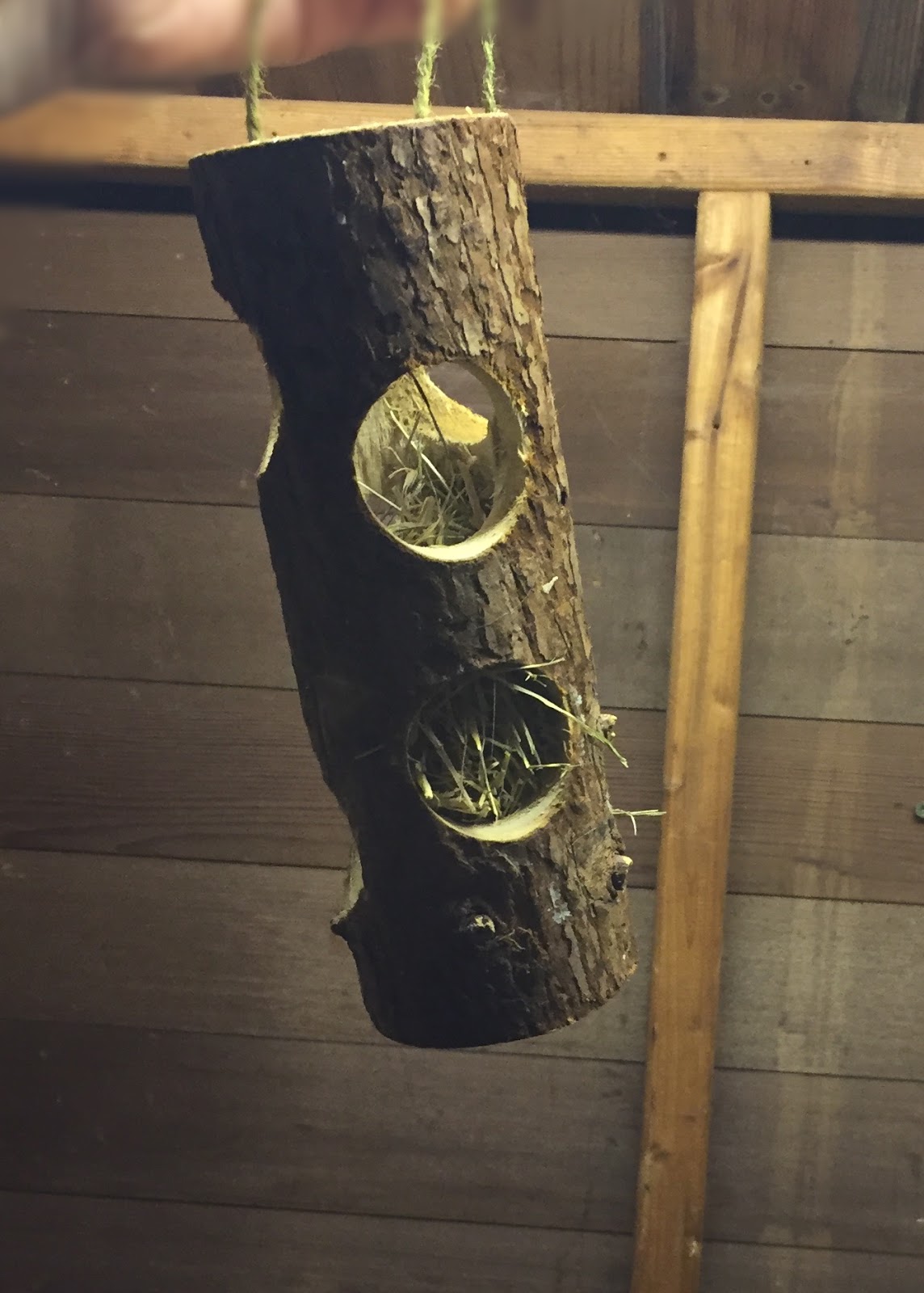 Brax The Guinea Pig Hay rack Alternatives. DIY & Affordable.