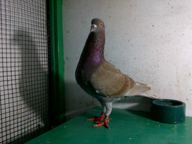 MERPATI BALAP (UYUDRUMI) April 2012