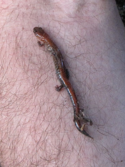 red back salamander