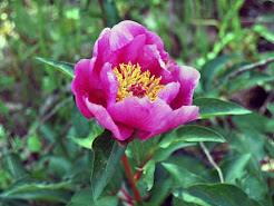 Peonia