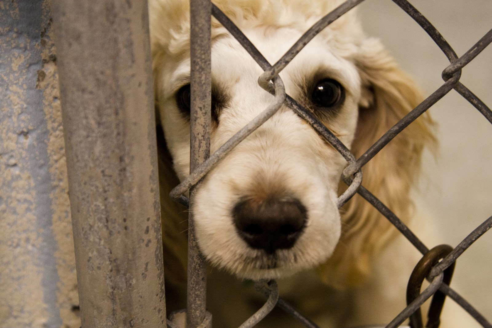 The Life Of Animals In Chile the Truth Of Abuse The Life Of Animals In Chile the Truth Of Abuse
