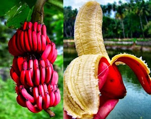 Les 15 propriétés incroyables de la banane rouge pour notre santé 
