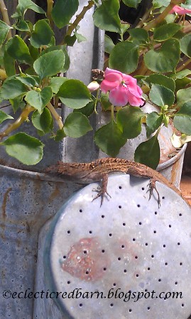 Eclectic Red Barn: Gecko sunning on the end of a watering can
