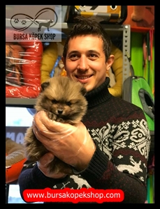 Bursa Kopek Shop Satilik Pomeranian Yavrulari