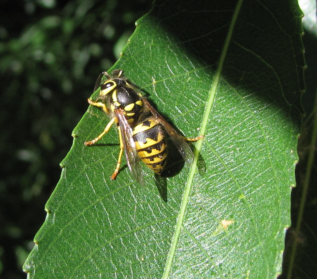 Yellow Jacket Wasp Life Cycle