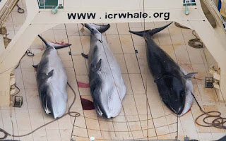 Japanese whaling, minke whales, dead minke whales