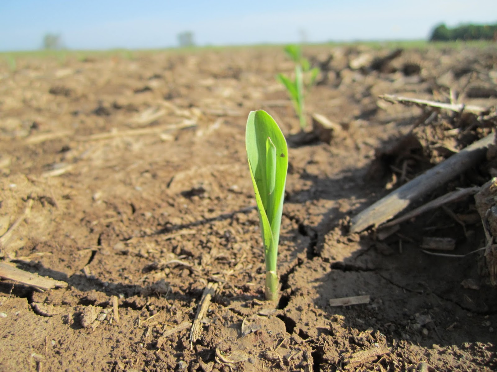 Grain Crops Update