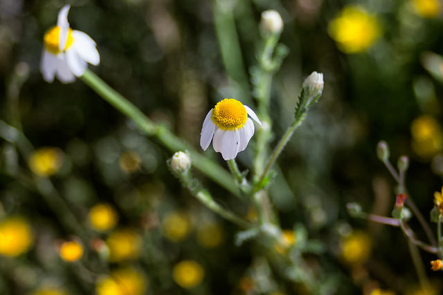Analizando el adaptador Y/C a EOS