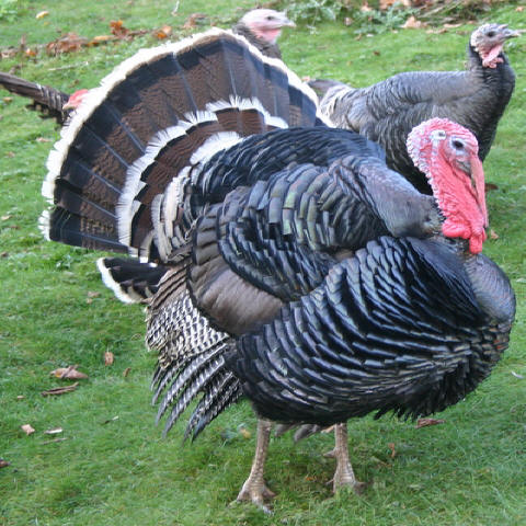 Jenis Ayam Kalkun Ternak Ayam Hias Dan Burung Eksotis Burung Eksotis Ternak Ayam Kalkun