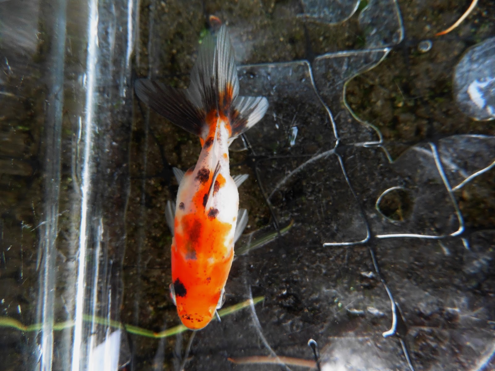 Canadian Fantail Goldfish Fantail Goldfish in Winter