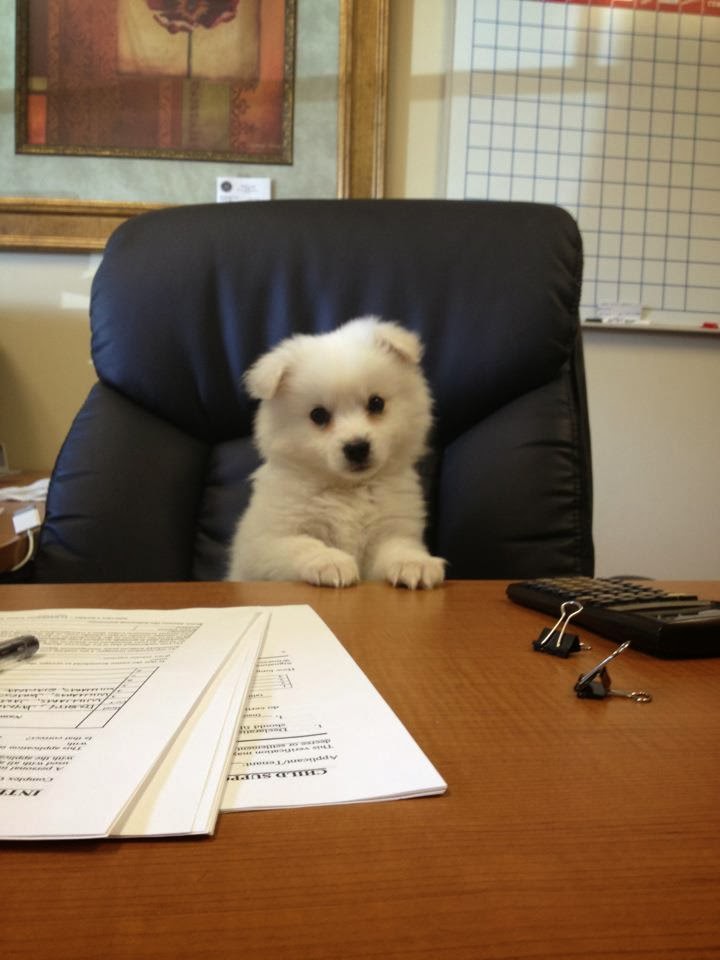 Cute dogs - part 11 (50 pics), dog sits on office chair