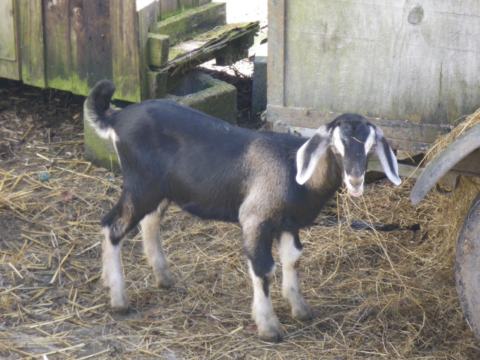 Tangarn Dairy Goats FOR SALE