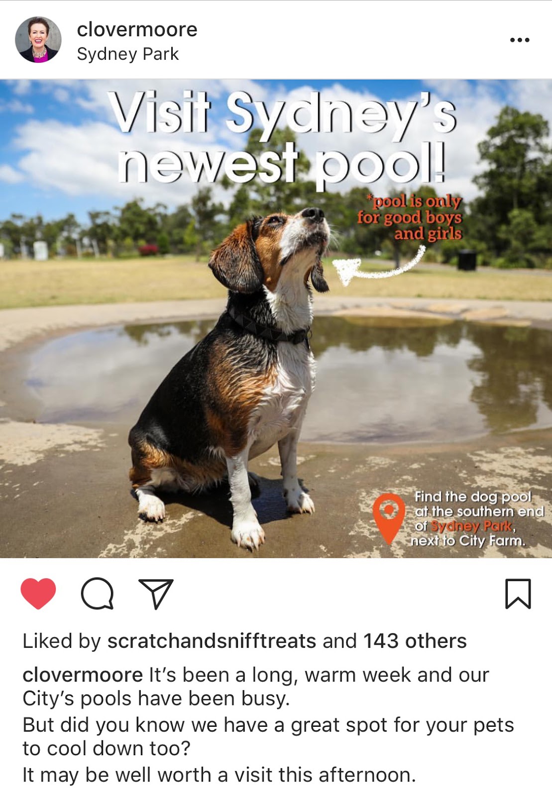 Sydney's 1st DogFriendly Pool Now Open! Australian Dog Lover
