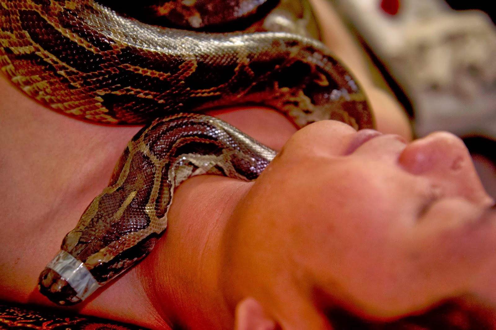 Женщина анаконда. Девушка целует змею. Поцелуй со змеей.