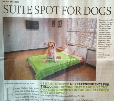 Star Tribune clipping of a dog sitting in the middle of a bed in his doggie hotel room