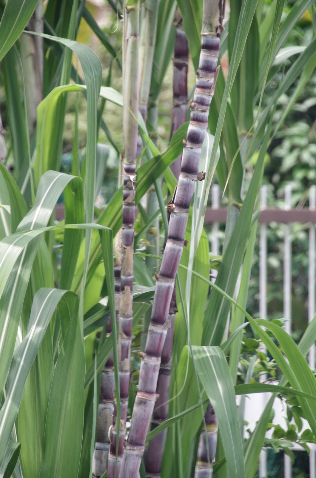 Trees and Plants Sugar Cane