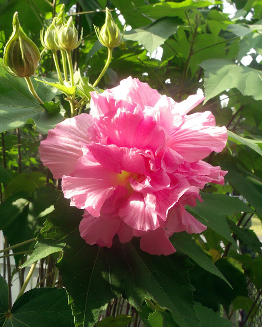 Confederate rose blossoms