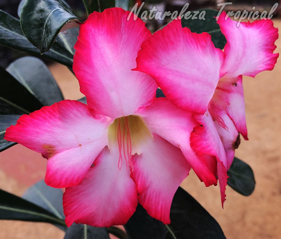 El calor extremo de los trópicos influye en el cultivo de la Rosa del Desierto, Adenium obesum