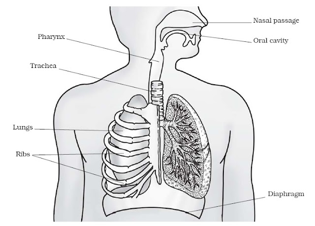 Respiration in Organisms
