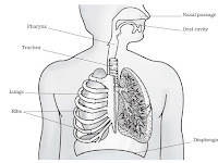 Airway Diagram Airway Diagram