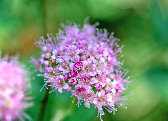 Future Plants By Randy Stewart Spirea