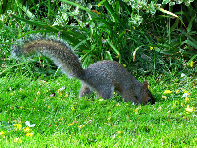 just saying ...: Squirrel Nutkin goes a roving and a pillaging ...