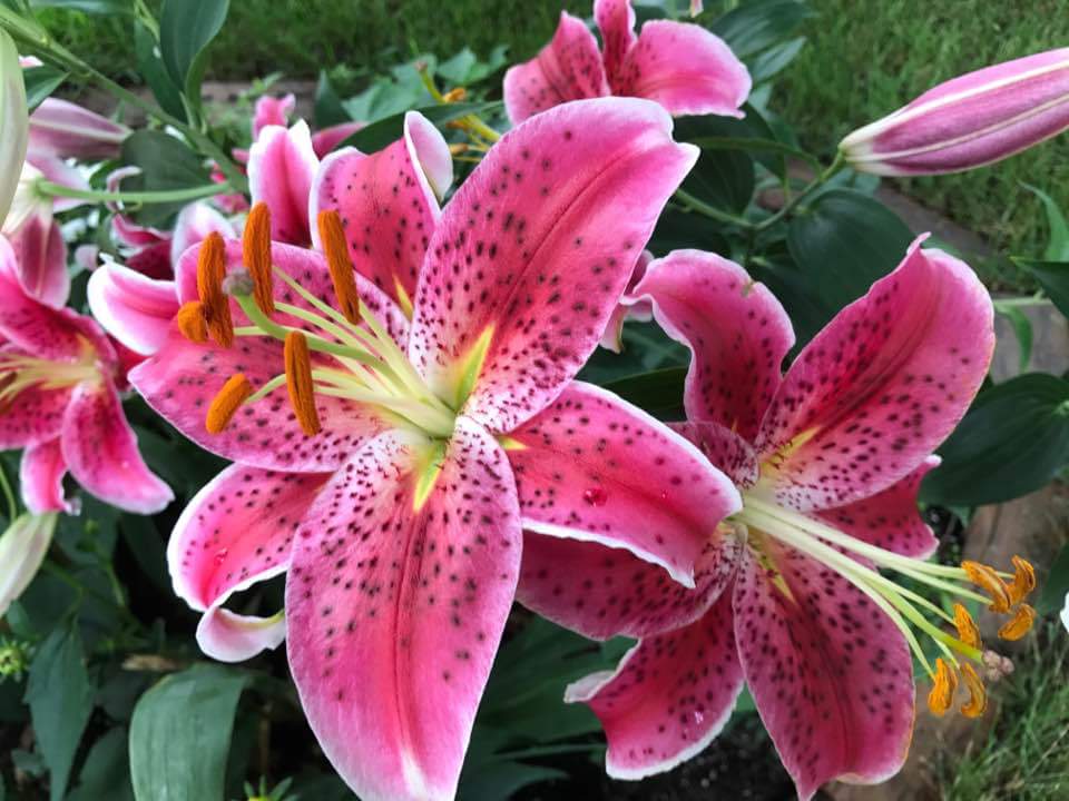 Just Thinking What We Can Learn From Flowers